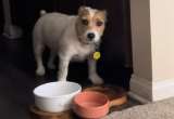 En video: perro impaciente reclama su comida dos minutos antes de la hora habitual