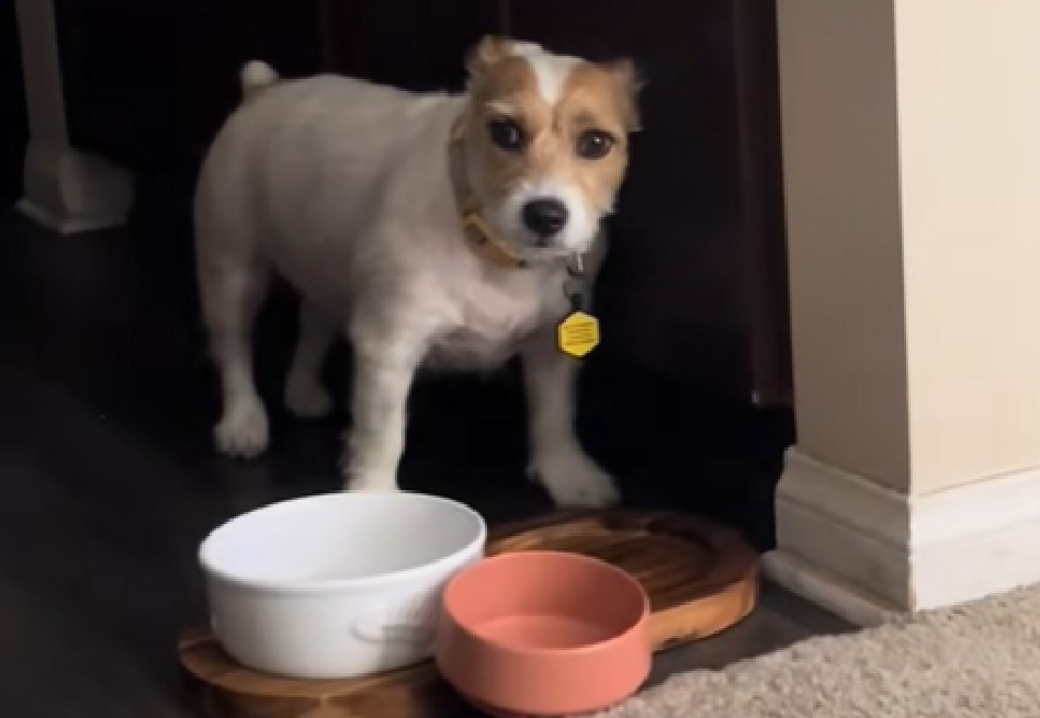 En video: perro impaciente reclama su comida dos minutos antes de la hora habitual