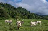 Carne colombiana apunta alto: certificaciones abren puerta a mercados de EE. UU.
