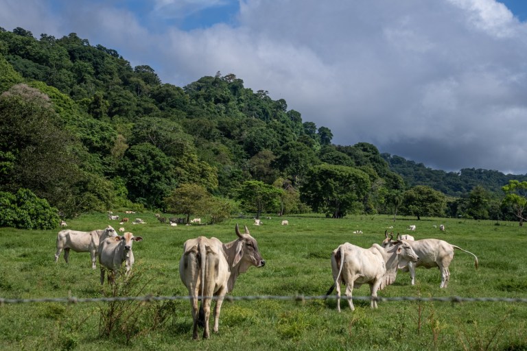 Carne colombiana apunta alto: certificaciones abren puerta a mercados de EE. UU.