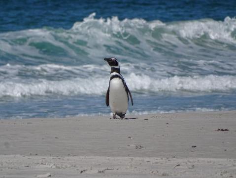 Fotos: Cinco especies de animales que solo encontrará en Argentina