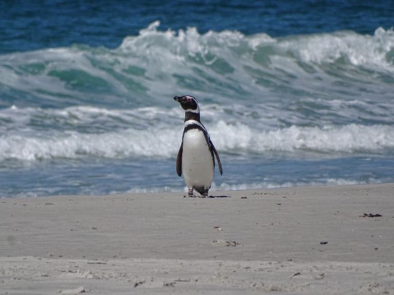 Aparecieron más de 2.000 pingüinos muertos en Uruguay, pero no se sabe por qué