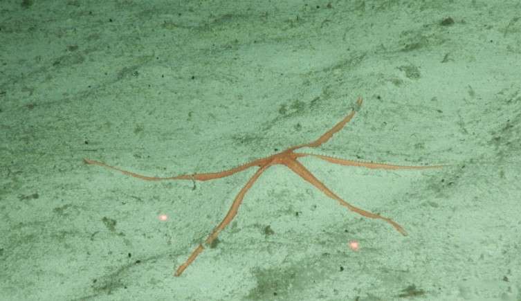 Esta estrella de mar Zoroastro no identificada. Una de las especies que pueden ser nuevas para la ciencia.