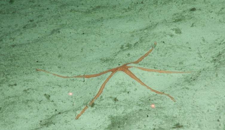 Esta estrella de mar Zoroastro no identificada. Una de las especies que pueden ser nuevas para la ciencia.