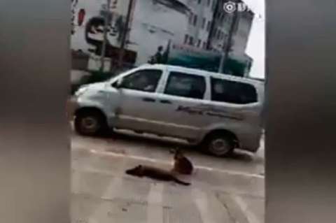 Video de un perro acompañando a otro que fue atropellado se ha hecho viral