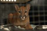 Puma con signos de domesticación es encontrado dentro de un carro en Antioquia
