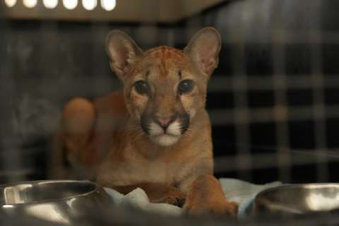 Puma con signos de domesticación es encontrado dentro de un carro en Antioquia