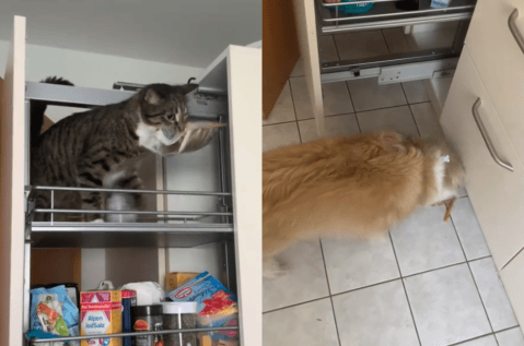 Perro y gato forman “alianza secreta” para conseguir comida a escondidas (video)