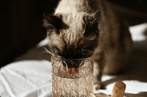 Fuentes de agua para gatos: estas son algunas opciones económicas