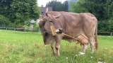 Veronika, la vaca que usa una herramienta y cuestiona lo que creemos saber de estos animales