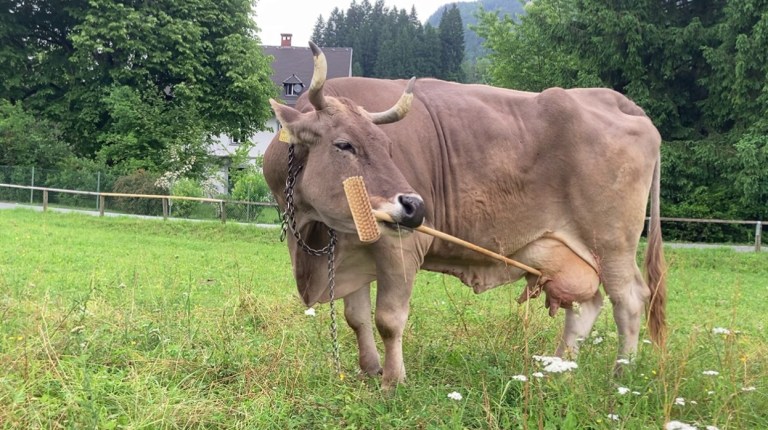 Veronika, la vaca que usa una herramienta y cuestiona lo que creemos saber de estos animales
