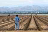 La presión de Trump podría aumentar la demanda de trabajadores agrícolas con visa