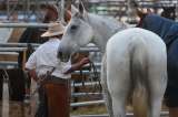 Debate en Uruguay sobre las jineteadas: ¿deporte nacional o maltrato animal?