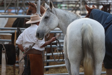 Debate en Uruguay sobre las jineteadas: ¿deporte nacional o maltrato animal?