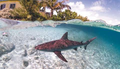 En el mercado de aletas de tiburón, el 70% son de especies amenazadas