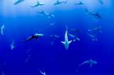 Islas Samoa crean un santuario para tiburones