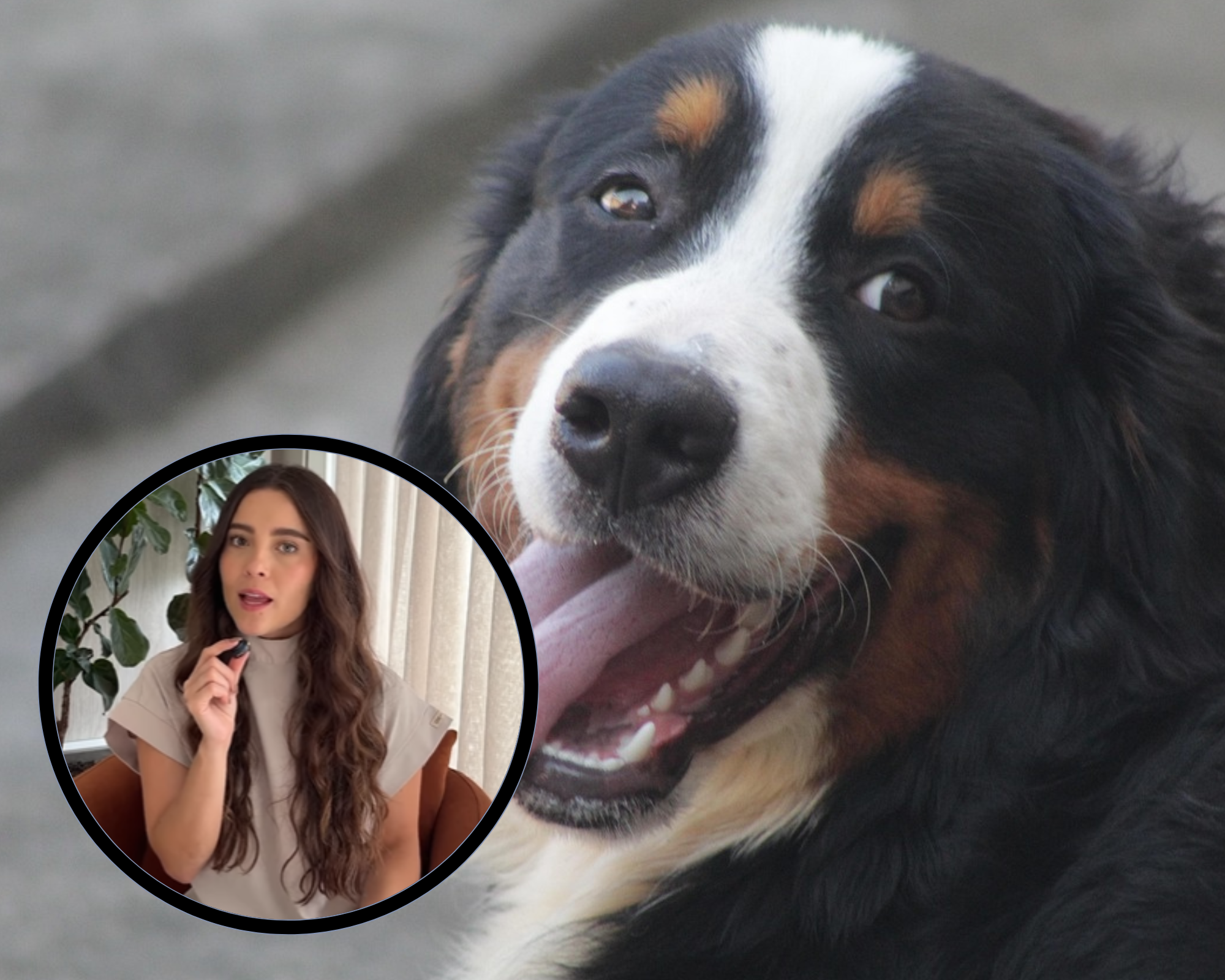 “Esto puede matar a tu perro en menos de una hora”: LauVet alerta sobre urgencia veterinaria
