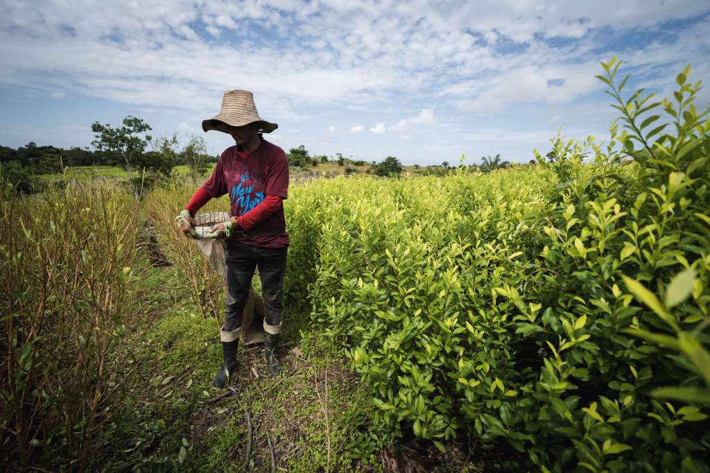 raspachines en cultivos de coca en Tibú- Catatumbo