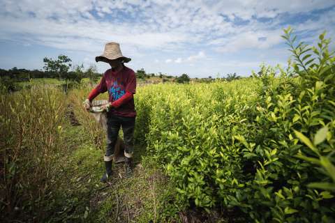 Las otras guerras en Catatumbo: carteles mexicanos y corredores del narcotráfico