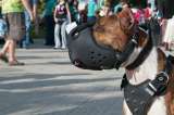 No será sancionado en Bogotá por no tener póliza para perros potencialmente peligrosos