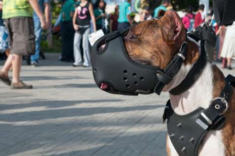 No será sancionado en Bogotá por no tener póliza para perros potencialmente peligrosos