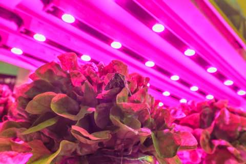 La luz artificial urbana está cambiando el ciclo natural de las plantas