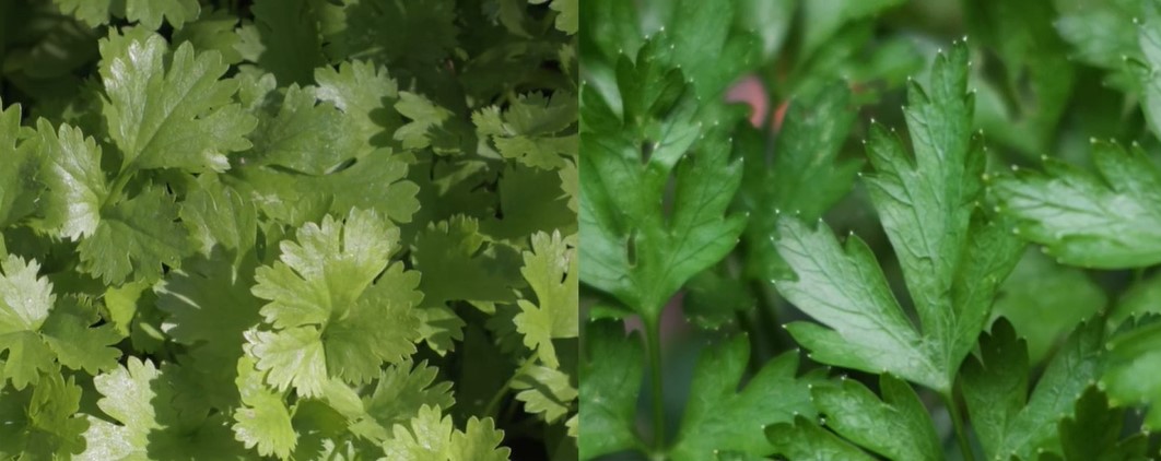 El primero es el perejil y el segundo es el cilantro.