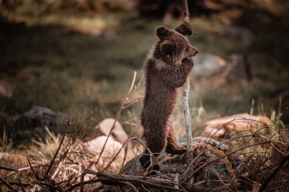 Oso cachorro