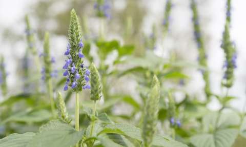 Semillas de chía: para qué sirven, beneficios y cómo cultivarlas