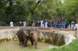 La depresión del elefante Kaavan que se volvió un asunto de Estado en Pakistán