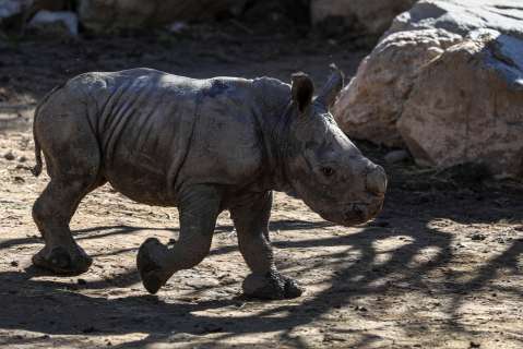 Quitarle los cuernos a los rinocerontes, al parecer, disminuiría la caza furtiva