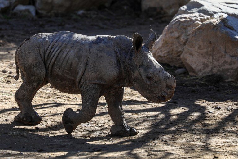 Quitarle los cuernos a los rinocerontes, al parecer, disminuiría la caza furtiva