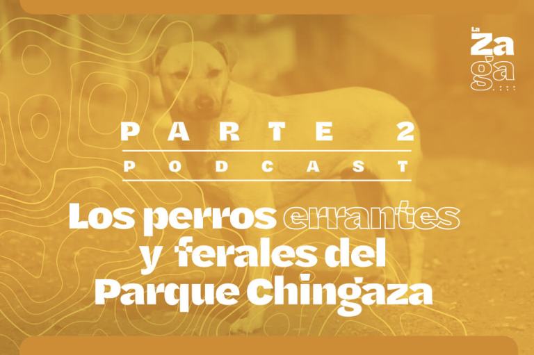 Perros salvajes de Bogotá: la verdad detrás del mito