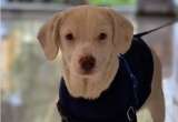 Tras ser abandonado en una caja, Coco busca una nueva familia