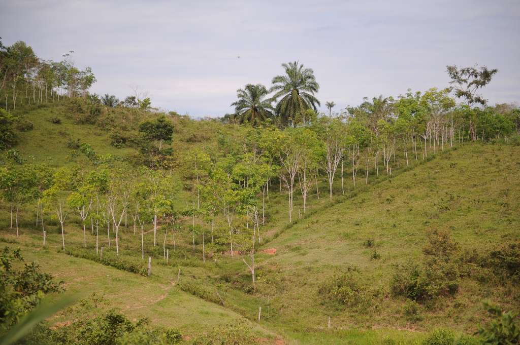 Diferentes aspectos de este municipio, ubicados en Caquetá: habitantes, casas, ganado, colegio y panorámicas de la región.