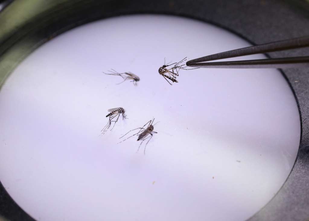 A laboratory technician holds a mosquito at the World Mosquito Program factory in Medellin, Colombia, on June 4, 2024.