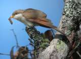 Aves migratorias en Bogotá: ¿Qué hacer si encuentra un Cuco americano herido?
