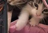 Niña sorprende a sus compañeros al llevar dos gatitos en su mochila: así lo hizo