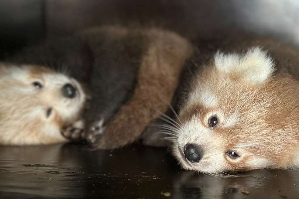 Dos pandas rojos bebés (Ailurus fulgens)