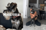 “Mi historia de adopción”: video que narra la adaptación de una perrita rescatada