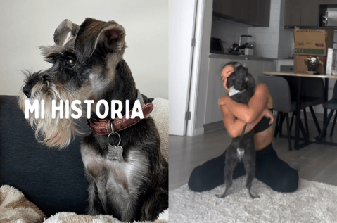 “Mi historia de adopción”: video que narra la adaptación de una perrita rescatada