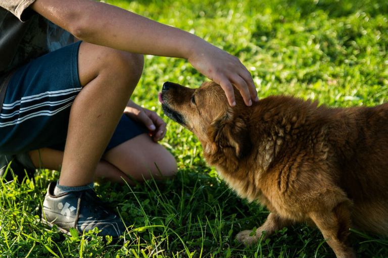 Habrá una nueva jornada de adopción de mascotas este fin de semana en Bogotá