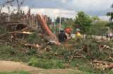 Denuncian ‘arboricio’ en La Conejera en localidad de Suba