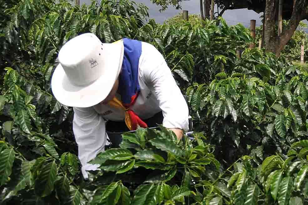 Según la FNC, el 55% de los cafetales es resistente a la roya. / Archivo