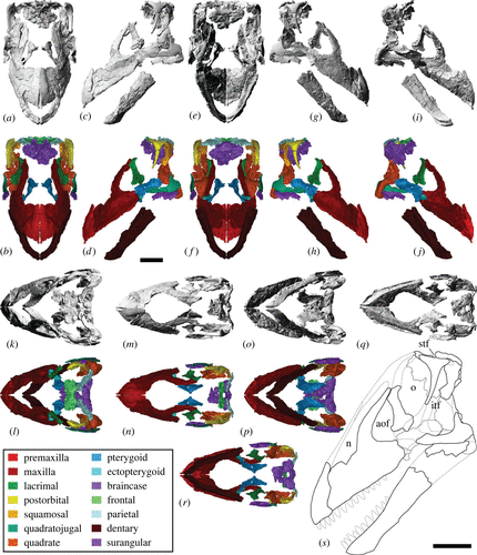 Este es el cráneo reconstruido de Diamantinasaurus matildae.