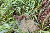Animales silvestres en riesgo: Medellín abre observatorio para su protección