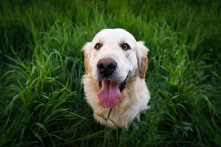 ¡Conócelas! 5 razas de perros que son menos agresivas