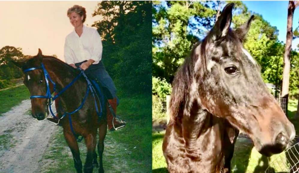 A pesar de su avanzada edad, el caballo seguía disfrutando de pequeñas rutinas: comer, ser cepillado y dar “besos”.