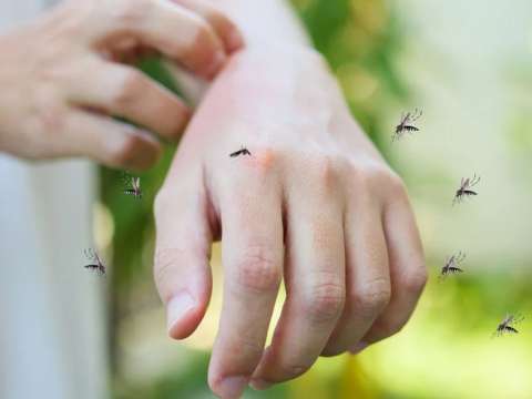 Beber cerveza podría hacerlo más atractivo para las picaduras de mosquitos