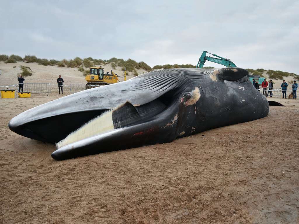 Imagen de una "Balaenoptera physalus" varada en una playa.